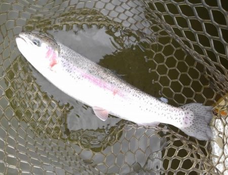 大安トラウトレイク 釣果